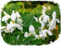 Manufacturers Exporters and Wholesale Suppliers of Moringa Oleifera Chhindwara Madhya Pradesh